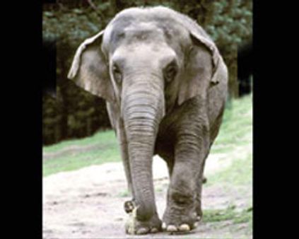 பெர்மிட்: கேரளா எல்லையில் தவம் கிடந்த யானைகள்