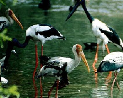 பறவைகளுக்காக பட்டாசு தியாகம்!