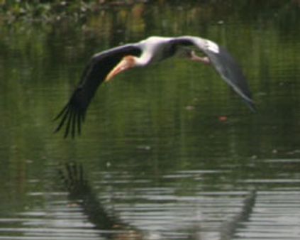 வேடந்தாங்கல்..வந்தனர் விருந்தினர்கள்