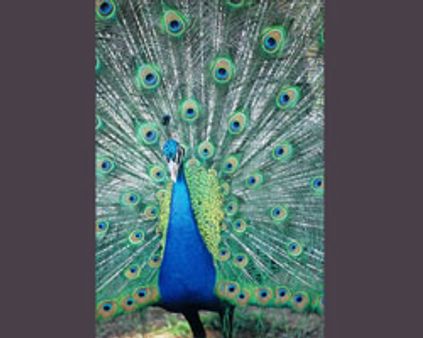 வேட்டையாடப்படும் மயில்கள் !