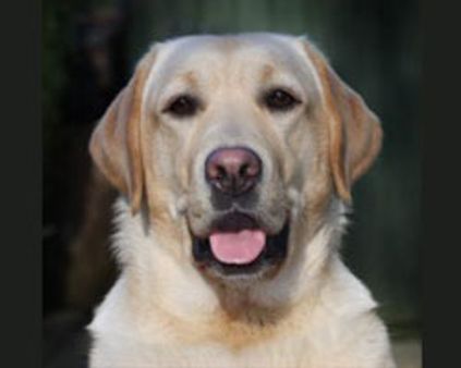 நாயை லிப்ட்டில் கொண்டு செல்ல நுகர்வோர் கோர்ட் அனுமதி!