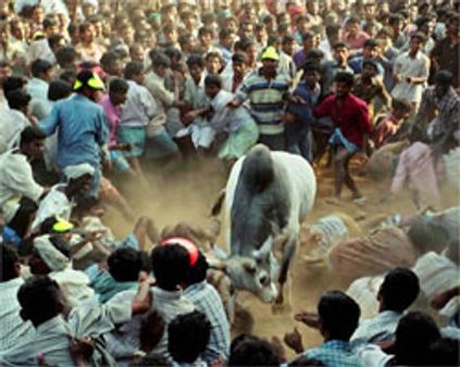 பாலமேடு, அவனியாபுரம் ஜல்லிக்கட்டில் 45 பேர் காயம் - நாளை அலங்காநல்லூரில் ஜல்லிக்கட்டு