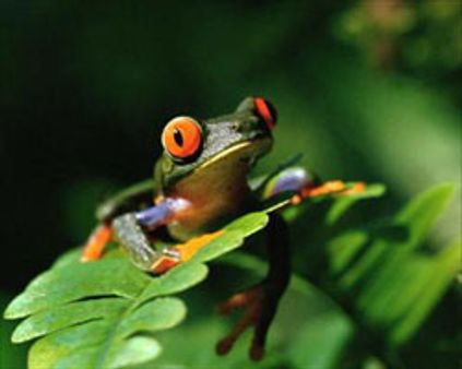 8 வயது சிறுமிக்கும் தவளைக்கும் வினோத திருமணம்!