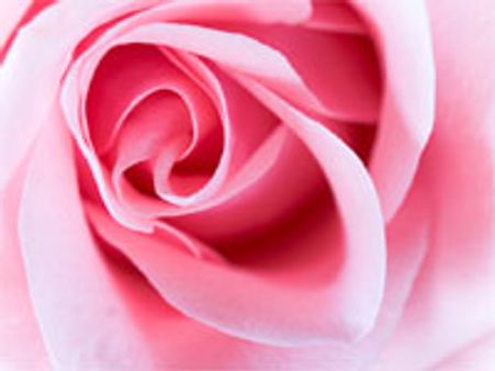 50 லட்சம் ரோஜாக்கள் வெளிநாடுகளுக்கு ஏற்றுமதி