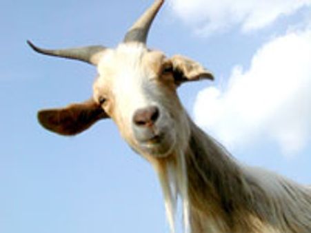 இது படுகள திருவிழா..!