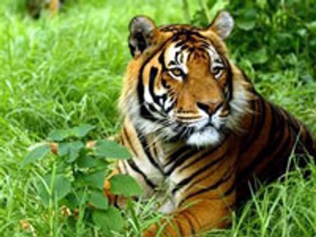 கோடை-ஆனைமலை புலிகள் சரணாலயம் மூடல்!