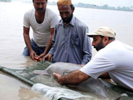 வாழ்க்கைக்கு துடிக்கும் பாகிஸ்தானின் பார்வையற்ற டால்பின்கள்