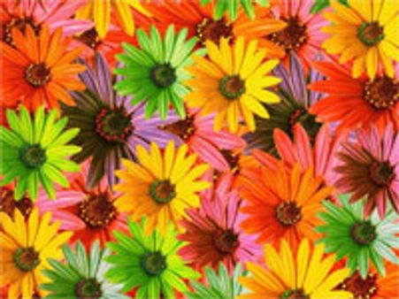 சென்னையில் மலர்க் கண்காட்சி தொடங்கியது