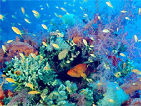 சர்வதேச உயிர்ப் பல்வகைமை தினம்