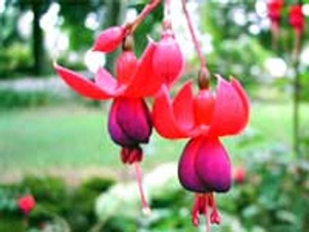 கொடைக்கானலில் மலர் கண்காட்சி