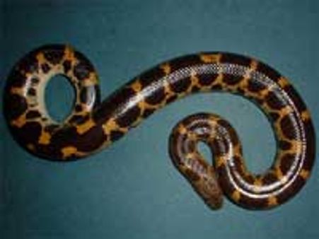 மரணத்தைத் தடுப்பதாக கூறி வேட்டையாடப்படும் மண்ணுள்ளி பாம்பு