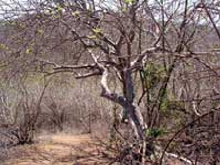 வறட்சி-களக்காட்டில் பரிதவிக்கும் வன விலங்குகள்