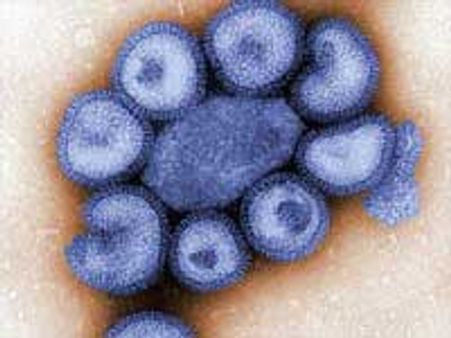 ஸ்வைன் ப்ளூ: 6 மாதத்தில் இந்திய தடுப்பூசி தயார்!