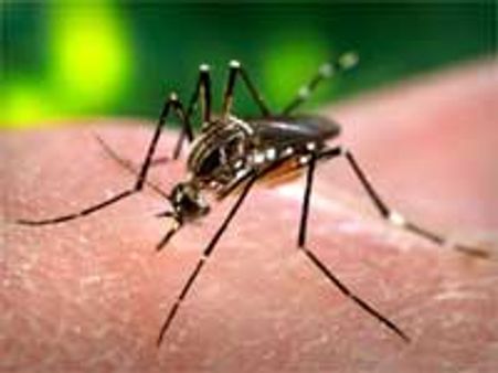 சிக்குன்குனியா, டெங்குவை ஒழிக்க உதவும் மரபனு மாற்ற கொசு - சென்னையி்ல் ஆய்வு ரீதியாக வளர்ப்பு