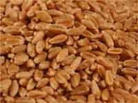 249 லட்சம் டன் கோதுமை கொள்முதல் செய்து அரசு சாதனை