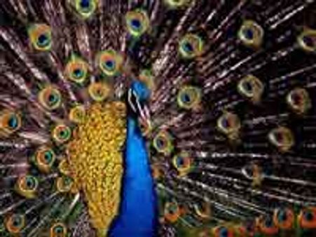 மயிலை காப்பாற்றிய மாணவர்கள்!