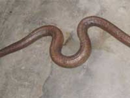 கிண்டி-வண்டலூர் பூங்காக்களில் 12 மண்ணுளி பாம்புகள் திருட்டு