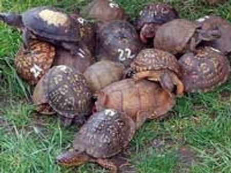 ஆமைகள் 'செக்ஸ்'-விமான சேவை பாதிப்பு!