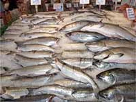 மீன் விலை திடீர் சரிவு-மீண்டும் கடலுக்குள் மீன்கள்!