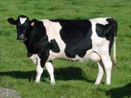 பசுக்களை பாதுகாக்கக் கோரி 5 லட்சம் கிராமங்களில் யாத்திரை