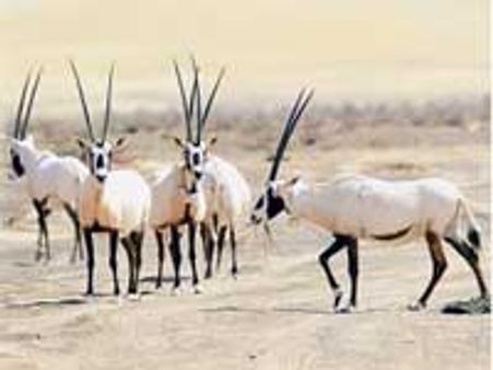 யுஏஇ: வ‌ன‌வில‌ங்கு புகைப்ப‌ட‌ப் போட்டி