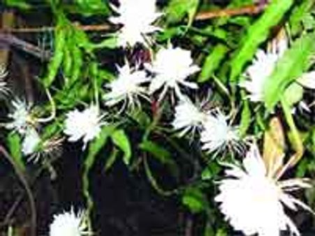 பூத்தன 'அனந்த சயனம்' மலர்கள்!