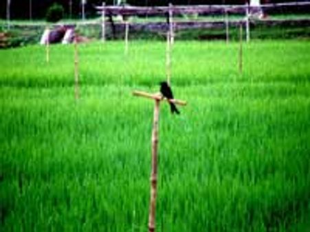 நாட்டின் நெல் பயிரிடும் பரப்பளவு 21% சரிந்தது!