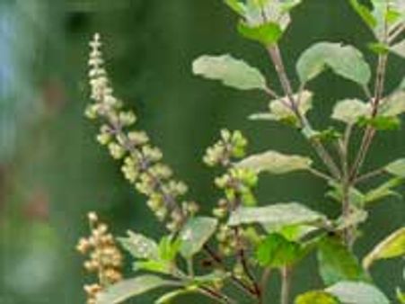 பன்றிக் காய்ச்சலை துளசி குணப்படுத்தும் - ஆயுர்வேத நிபுணர்கள்