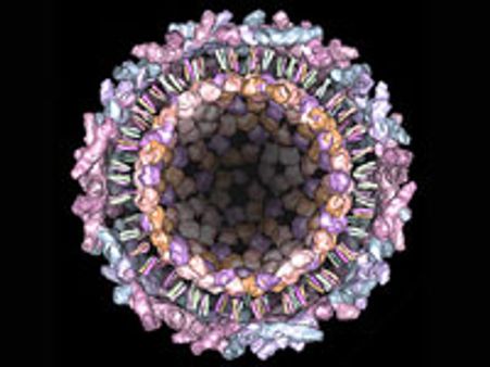 தமிழகத்தில் மீண்டும் சிக்குன்குனியா பரவுகிறது