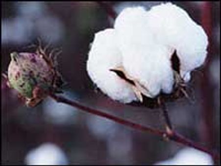 கோவை-மதுரையில் பருத்தி விற்பனை மையங்கள்: தயாநிதி மாறன்