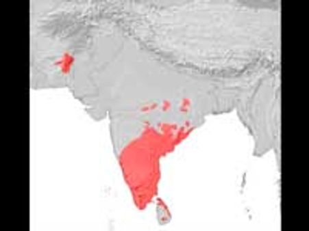 தென்னிந்தியர்களே இந்தியாவின் பூர்வீக குடிகள்- வட இந்தியர்கள் பின்னால் வந்தவர்கள்