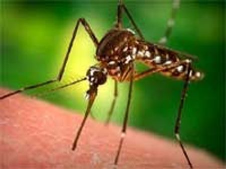 சென்னை-கொசுத் தொல்லை குறைந்துவிட்டதாம்!