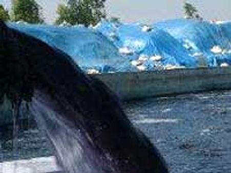 கழிவு நீர் மாசு - திருப்பூர் சாயப்பட்டறைகளுக்கு ரூ. 55 கோடி அபராதம்