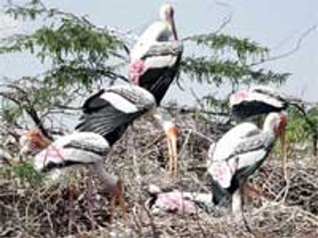 கூந்தன்குளத்தில் பறவைகளுக்காக பட்டாசு வெடிக்காமல் தீபாவளி