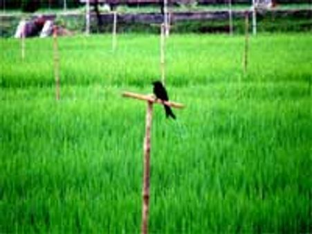 வட கிழக்குப் பருவ மழை-வானம் நோக்கும் விவசாயிகள்