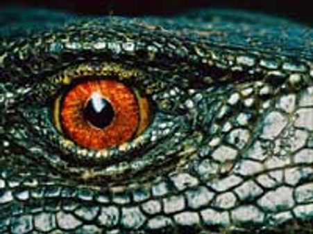 அடியோடு அழிந்துபோகும் ஆபத்தில் 17,000 வகை உயிரினங்கள்