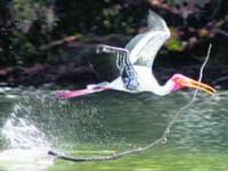 பறவைகள் வருகை அதிகரிப்பு - வேடந்தாங்கல் சரணாலயம் நாளை திறப்பு