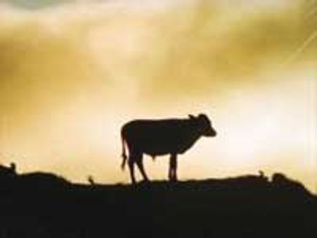 பசுவை தேசிய விலங்காக அறிவிக்க கையெழுத்து இயக்கம்