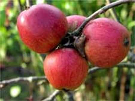 ஆப்பிள் உற்பத்தியில் தொடர் சரிவு- புவி வெப்ப மாற்றம் காரணமா?  