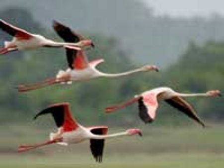 புவிவெப்ப மாற்றம்-12 விலங்கினங்கள் அழியும் ஆபத்து