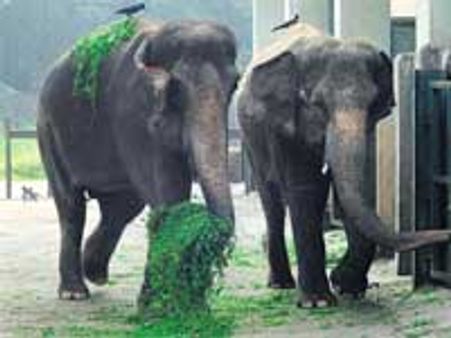 முதுமலை தெப்பக்காடு யானைகள் முகாமில் யானைப் பொங்கல்