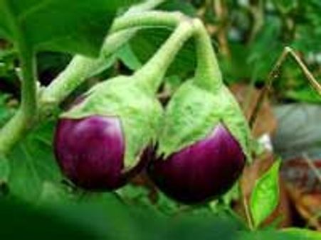 பிடி கத்தரி இப்போதைக்கு இல்லை: மத்திய அரசு