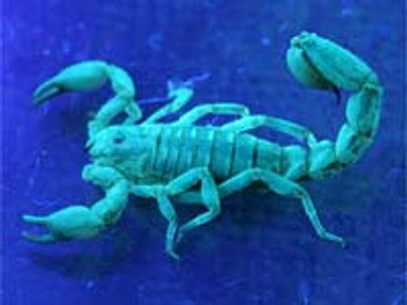 தேள் விஷம் - சிறந்த வலி நிவாரணி?