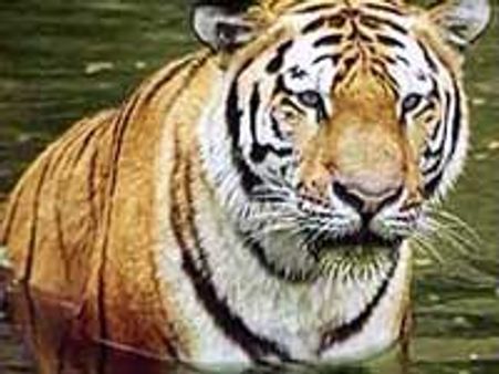 பரம்பிக்குளம்: புலிகள் சரணாலயமாக அறிவிப்பு