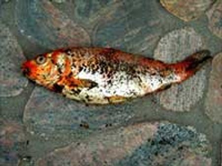 ஆஸ்திரேலியாவில் மீன் மழை: மக்கள் வியப்பு