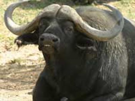 திண்டுக்கல் அருகே கோவில் விழாவில் 130 எருமைகள் பலி!