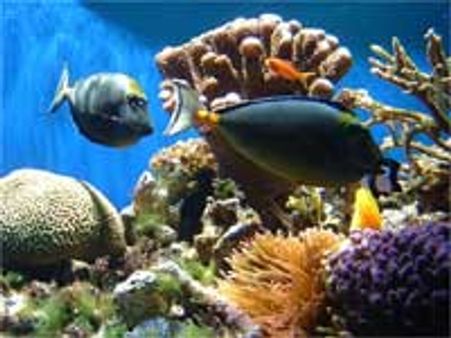 மன்னார் வளைகுடா கடல் பகுதியில் பவளப்பாறைகள் வளர்ச்சி அதிகரிப்பு