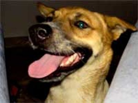 3 ஆயிரம் நாய்களுக்கு கருத்தடை!