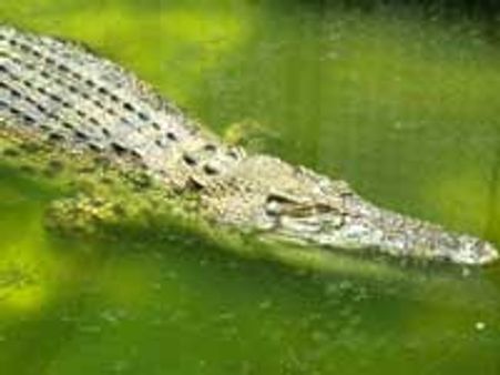 சென்னைக்கு விமானத்தில் வந்த அபூர்வ ரக முதலை