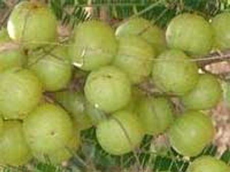 புளியங்குடியில் நெல்லிக்காய் விலை கடும் வீழ்ச்சி